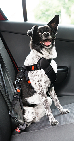 Sichere Autofahrten mit dem Hund